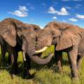 Wild Life of Africa 639