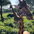 Wild Life of Africa 306