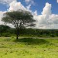 Wild Life of Africa 329