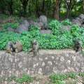 Wild Life of Africa 330