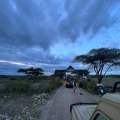 Wild Life of Africa 334