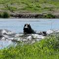 Wild Life of Africa 336