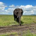Wild Life of Africa 337