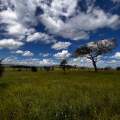 Wild Life of Africa 338