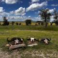 Wild Life of Africa 339