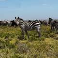 Wild Life of Africa 341