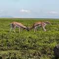 Wild Life of Africa 342