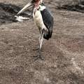 Wild Life of Africa 344
