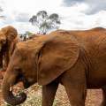 Wild Life of Africa 231