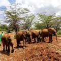 Wild Life of Africa 232