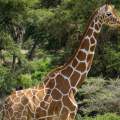 Wild Life of Africa 235