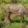 Wild Life of Africa 237