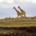 Wild Life of Africa 247