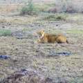 Wild Life of Africa 248