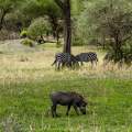 Wild Life of Africa 227