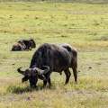 Wild Life of Africa 228