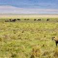Wild Life of Africa 229